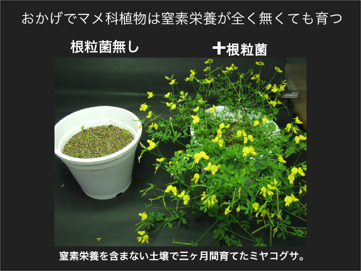 モデル植物ミヤコグサの登場 | 研究アイデアの見つけ方